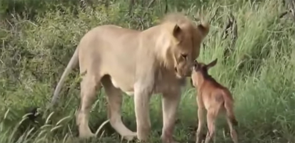 lion