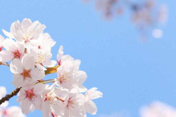 The cherry blossoms in the park have come out